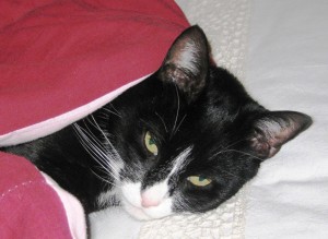 Andy 'Fais Do-Do' (baby talk for 'make or go to sleep') under Momma's duvet with his head resting on the lace pillow case.