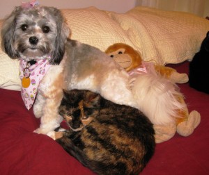 Jakita tells the tale of Peter Cottontail to Calico Gen and the Adorable, Wide-Eyed Stuffed Monkey, Ruby, who shares all hopes, dreams and secrets of all those who sleep in or on Momma's bed - (Ruby was a gift given to Momma many moons ago, by Super Boy).