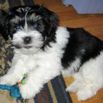 The exceedingly handsome blue eyed, black and white Irish-Pied Fidel, his little fluffy white paws holding his first ever blue bone. Look at the black ring on his white tail. No wonder Momma was so smitten. We miss you every day, Fidel. Till we meet again.