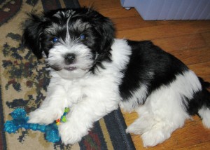 The exceedingly handsome blue eyed, black and white Irish-Pied Fidel, his little fluffy white paws holding his first ever blue bone. Look at the black ring on his white tail. No wonder Momma was so smitten. We miss you every day, Fidel. Till we meet again.