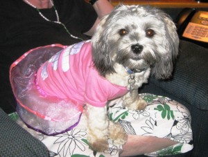 I'll do anything to fiesta, even wear this itchy pink tutu that Momma and her guests thinks I look adorable in!