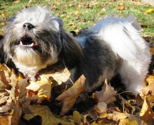 Just look at me - baying at the sun. Look at those lower incisor teeth, perfected over canine history by chewing on bones. Wouldn't you be scared if you saw me coming? Now if only Momma would trim the fur around my eyes, I'd be right as rain.