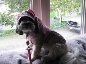 Momma has me in Rain Gear as I sit in window of the sunporch. Notice leash in place so if I should escape, I will 1) be easier to catch and 2) be protected from the rain or the snow or the sleet or the ice. or even sunshine. Momma thinks of everything.