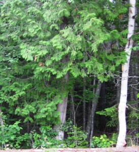 Look into this  deep forest of twigs, vines, birch, maple, and cedar trees, so innocuous in one hundred shades of green. But you know and I know the secret.  It is the Home of the Forest Freak.