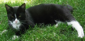 Seeking sun and shadow in the lush lawn of the back yard as I survey my kingdom. Momma says this photo screams to the world how handsome and physically strong I look, like a born leader, with a Plan to be Followed.