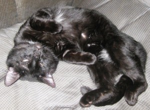 Relaxing on the couch at Chez Momma after my initial stay at the Vet Clinic to be rejuvenated and re-hydrated. See the little patches of white, scattered amongst the gleaming black fur. Also note the numerous scratches and patches of fur missing. Life was good, never better. If only....