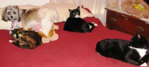 Like their outdoor escapades, always together, sharing the same space, with distance to separate egos - except for BFF Jakita and Calico Gen - I (Casey) had not made it to Momma's bed yet (Andy top left, Beau, bottom right).