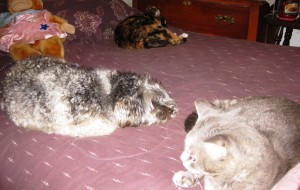 I (Casey) finally make it to Momma's bed. Calico Gen is ignoring me. Jakita, lays between us, protecting me from Gen's huff. Wide eyed stuffed monkey, Ruby did not seem to be bothered by my presence.