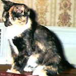 Imagine, 3 calicos in Momma's household. I was the No.1 Sister, with a lot of black fur hiding the tan and oranges, all topped off with white paws chest. Oh, I was a Pretty Kitty.