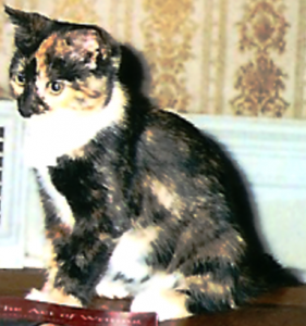 Imagine, 3 calicos in Momma's household. I was the No.1 Sister, with a lot of black fur hiding the tan and oranges, all topped off with white paws chest. Oh, I was a Pretty Kitty.