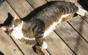 Here I am, getting the rays on the porch veranda, still an Outside Only  Cat.  At this point, I was friendly. Momma was allowed to pat me, brush me but I would not enter the home of the Two Footed, Of course Momma, crafty as me, seduced me with food and water.  She kept moving the food dish closer to the door, then in the door  and the borders gradually evaporated. As long as I could make my escape back outside in the twinkling of an eye, I was and am a Happy Camper - does that make me an Indoor/Outdoor Cat now?