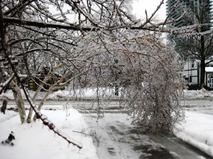 If every picture tells a story, Momma's birch tree bows down to that it can not control. Thousands of tree limb snapped, crackled and popped while we Colony kitties huddled together, petrified to stay in case a tree fell on us, terrified to run and be buried in flying debris. That we made it to the other side is a miracle. No wonder I went looking for a stable, long term resident. The Colony was a tad short on protection, be it Wild Cats, Forest Freaks or Mother Nature on a Rampage, oh and light on food during the winter months.