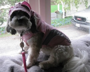 Just sitting here, ready to go. Like the post man - rain, sleet, or snow we walk . Rain Coat Check, Rain Bonnet check, Leash check