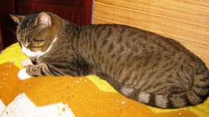 Check it out! Check it out! On my favorite arm, Check! On my favorite knitted afghan, Check! In the sun porch, Check. Back to wall, eyes to front, Check, Check! So bring it on!