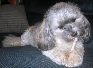 Downtime Don't come between a dog and her bone, especially now, since I figured out how to hold it!