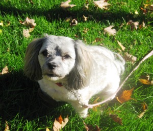 Here I am, out at the cemetery, resting as I watch those cemetery squirrels dart up the trees.