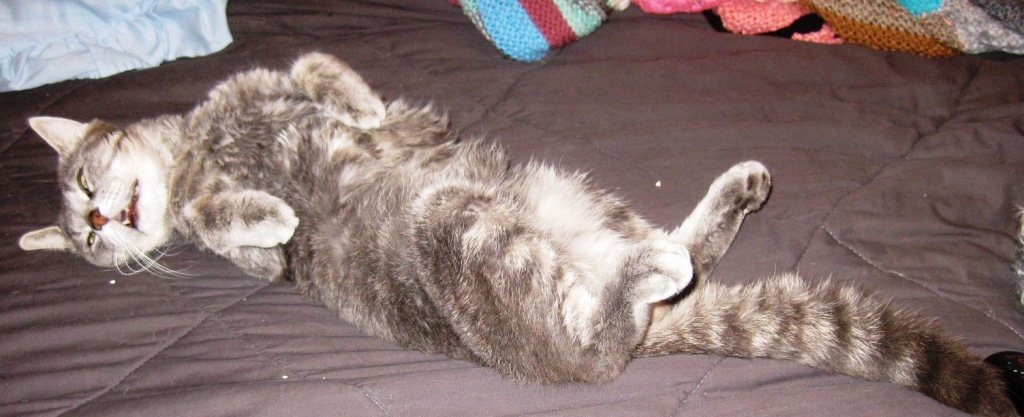 Early days. As you can see, my fur is gouged and matted, thick and patchy in places. My mouth is infected, my left eye barely open. Still I was so at ease on RIP Daddy's bed that, I could lay on my back and expose my belly which showed my complete trust. I felt I was already in heaven.