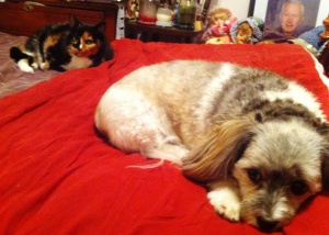 Charlie and Jakita on Momma's bed ready to sleep - See a photo of RIP Daddy and some dolls from Momma's childhood, (now that is old) in the back ground.