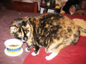 I told you, I told you. Pretty Little Diva Calico Gen gets served kibbles on Momma's bed, a zillion times a day or as many times as she asks for it. So, is she spoiled beyond redemption or are her powers of manipulation to be recognized and rewarded accordingly?