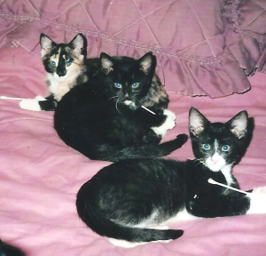 Okay, too funny - ech kitty with a QT held in paws - apparently their ears needed cleaning. Andy in Front, Beau in Middle, (looking so innocent but I saw him catch a rabbit), Gen at back