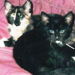 Are we not the sweetest, most innocent kitties ever. Do you wonder why everyone wanted us?