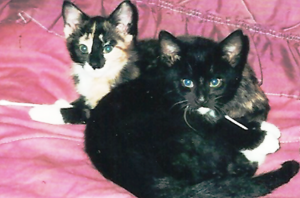 Are we not the sweetest, most innocent kitties ever. Do you wonder why everyone wanted us?