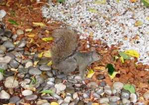 Here I am, under the cherry tree, in the Rock Garden, looking for and hiding my chestnuts.