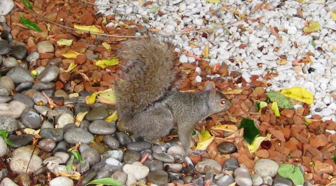 Mr. Grey Squirrel