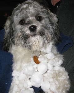 Do you see my massive snow balls, under my chin, clinging to my chest? This calls for a dip in a warm bath, toweling, hair blowing, more warm water, more toweling, more hair blowing. Not sure if Momma is just pokey BUT no kidding, it takes her forever! Now that I am older and wiser, I try to avoid this scenario.