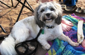 Here I am, with my favorite bone on a leash just in case I do a 'Jack Rabbit'.