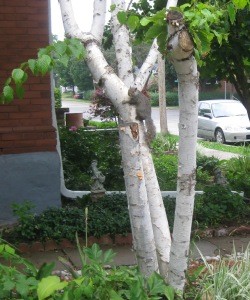 Caught in the act.  Mr. Grey Squirrel heads to the top of our birch tree, swings on to our roof and then takes  squatters rights to a new level of intensity.