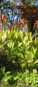 Tall Trees, Giant Tiger Lilies for Butterflies and Colorful Ground Cover.  So much to explore, sniff and route in.