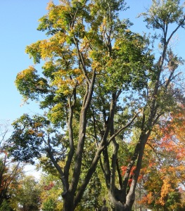 So these are the kind of trees Mr. Grey Squirrel and Family zip up and down, knocking treasures to the ground for winter safekeeping.