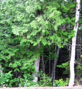 Deep in the forest Momma went to find nests of kitties that needed Forever Homes.