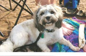 Here I am, on the beach, the very beach Momma lived beside, as a child, with my beach towel to lay on and a bone to chew. Does it get much better than that?