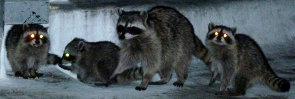 Mama Rockette and her kits. Fr: http://www.morguefile.com/ archive#/?=raccoon&sort =pop&photo_lib =morgue Fileat: http://www.authormedia.com/11-places-to-get-a-free-and-legal-photo-for-racoons. JPGBy Seemann 