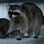 Mama Rockette and her kits. Fr: http://www.morguefile.com/ archive#/?=raccoon&sort =pop&photo_lib =morgue Fileat: http://www.authormedia.com/11-places-to-get-a-free-and-legal-photo-for-racoons. JPGBy Seemann 