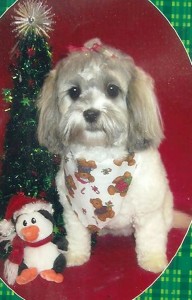 Here I am Frou-Frou Jakita, freshly groomed, a pink bow on top of my head, a jaunty scarf and my signature toy beside me.