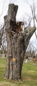 What was remaining of a mighty oak tree after the ice storm and the Arborists.