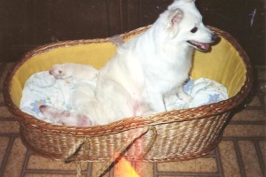 Mama Tammy, days after her puppies were born, in Wonder Boy's Baby Basket. Even at this stage she is not looking at her sleeping puppies.