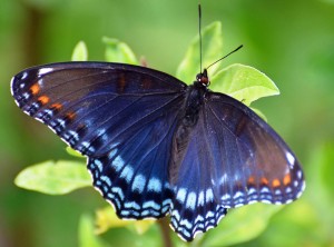 Little Butterfly! You are glorious. Don't fear me. I just want to touch your silken wings (lightly).Butterfly From Morguefile.com Red-spotted Purple.jpg By AcrylicArtist 