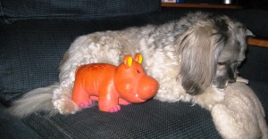 Jakita grooms Babby while Miss Piggy watches and learns. 