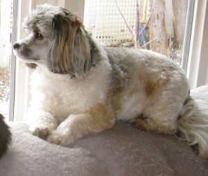 Here I am, watching the garden, where I spy with my little eye, Mama Rabbit and her bunnies.