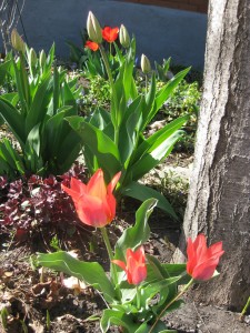 RIP Daddy's tulips from Momma's garden. If you look closely, you will set rabbit bites out of the petals. 