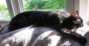 My nemesis, BB catching the rays. If only he could have been laid back while wake, 