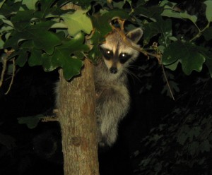 Master ET Raccoon climbs cherry tree. Is it just me or does he look like our idea of a UFO Alien? From Morguefile.com IMG_2433.jpg By rchall 