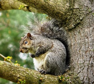 Robust Mr. Grey Squirrel calling all takers to his Flash Party. From Morguefile.com P1110675.JPGBy Natureworks 