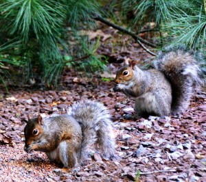 Look at those bushy tails. those ringed Martian Eyes, and those little paws, clutching there treasures. Darn, they are cute. I just wish they were not so squirrely.