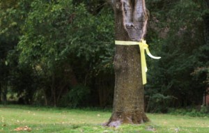 The Yellow Ribbon Flash Party Invitation, apparently only visible to wildlife eyes. No Two Footed Welcome!Yellow ribbon From Morguefile.com MFU1768.JPGBy taliesin 