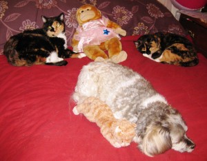 It is an oasis of calm. Charlie on the left, on guard duty with Ruby in the middle, while Gen to the left, Jakita and Tigger  at the bottom of Momma's bed do siesta.